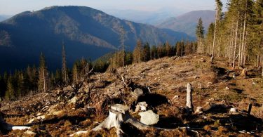 Україна готова зняти заборону на експорт лісу: названо умову